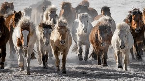 A vadlovak rohamoznak