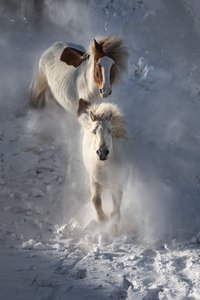 Vad téli lovak alkotó: Chuanxu Ren