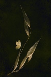  alkotó: Cicek Kiral