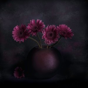 Sötét gerbera csendélet alkotó: Cicek Kiral