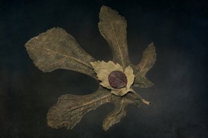  alkotó: Cicek Kiral