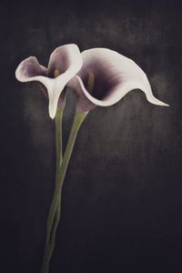  alkotó: Cicek Kiral