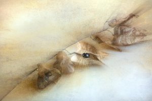  alkotó: Cicek Kiral