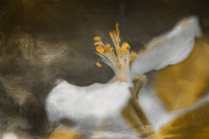  alkotó: Cicek Kiral