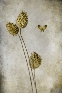  alkotó: Cicek Kiral