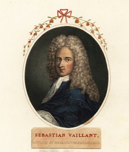 Sebastian Vaillant francia botanikus portréja