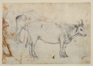 Tanulmány egy ökörről alkotó: Claude Lorrain