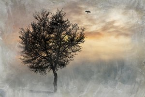  alkotó: Codruta Georgescu