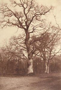 Tanulmány a fákról, Bois de Boulogne