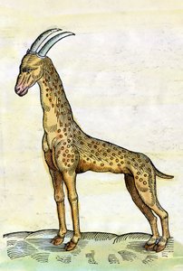 La zsiráf. in Historia Animalium, Conrad Gesner (1516-1565) (miniatűr)