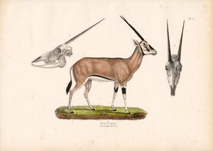 Beisa Oryx koponya nézetekkel