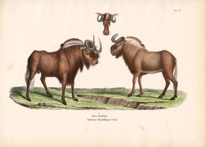 Fekete gnú fejjel részletesen alkotó: Conrad Kull