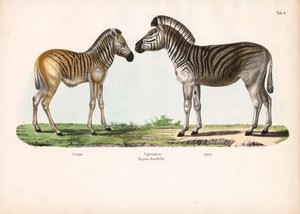 Burchell zebra (tigris ló) különböző életkorokban alkotó: Conrad Kull