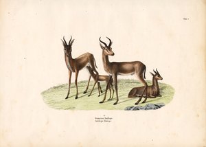 Közös gazella a családban alkotó: Conrad Kull