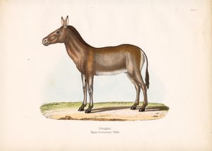 Dziggetai vagy mongol vadszamár alkotó: Conrad Kull