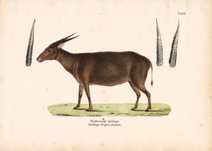 Lapos szarvú antilop alkotó: Conrad Kull