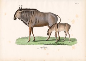 Hartebeest borjúval alkotó: Conrad Kull