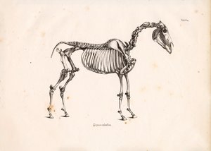 Ló csontváz alkotó: Conrad Kull