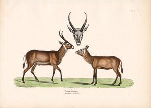 Koba Antilop alkotó: Conrad Kull