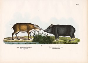 Pápua sertés és sziámi sertés