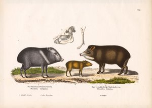 Pekari a fiatalokkal és a koponya anatómiája