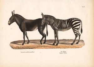 Síksági zebra és zebra-szamár hibrid