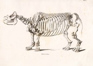 Az indiai orrszarvú csontváza