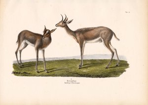 Déli nádirigó alkotó: Conrad Kull