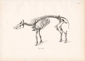 Vaddisznó csontváz alkotó: Conrad Kull