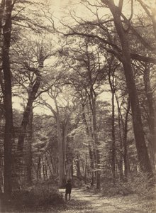 Erdei jelenet, c. 1865.