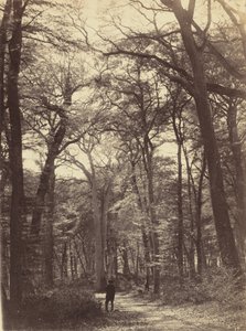 Erdei jelenet,c. 1865 (fotó)