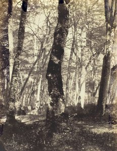 Tanulmány a Barbizon-erdőben, 186069.