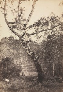 Tanulmány egy nyírfáról, Barbizon, 1860-1870.