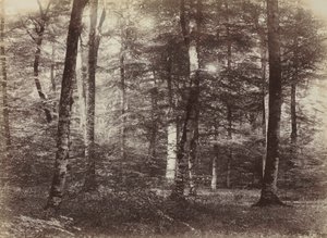 Untitled (A fontainebleau-i erdő)
