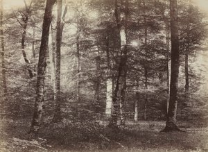 Untitled The Forest of Fontainbleau, c. 1874.