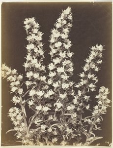 Untitled [virágos növény], c. 1870.