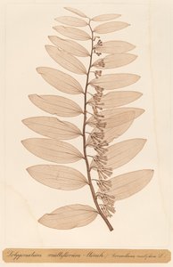 Polygonatum multiflorum Monch alkotó: Constetin von Ettinghausen and Alois Pokorny