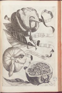 Szarvas narancs, 409-es lemez a "Hesperides or de Malorum Aureorum Cultura et Usu Libri quatuor"-ból, Giovanni Battista Ferrari, 1646