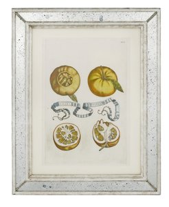 Narancs, 405-ös tányér a "Hesperides or de Malorum Aureorum Cultura et Usu Libri quatuor"-ból, Giovanni Battista Ferrari, 1646
