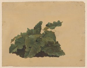 Rebarbara-szerű növény levelei alkotó: Cornelis Johannes de Vogel