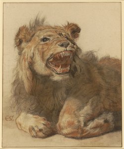 Oroszlán vicsorog, 1625-1633 körül (fekete-vörös kréta fekete és barna mosással)