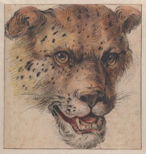 Egy leopárd feje alkotó: Cornelis Saftleven