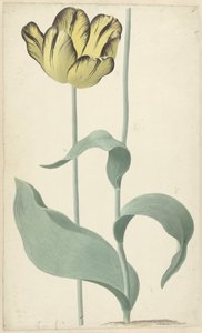 Írta: tulp Bizard Louis d