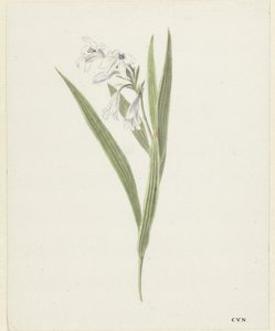 Fresia alkotó: Cornelis van Noorde