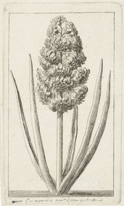Jácint alkotó: Cornelis van Noorde