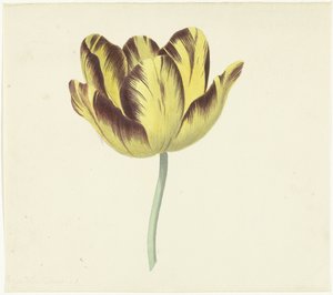 Tulipán Bizard Le Febure No. 1
