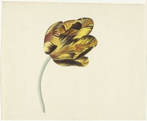 Tulipán Bizard Phoenixnek hívta