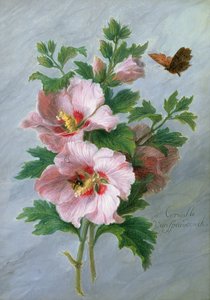 Hibiszkusz márványpárkány ellen