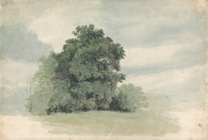 Fák tanulmányozása a mező szélén alkotó: Cornelius Varley