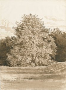 Wrottesley Hall – A cserje: szépia rajz, 1820 alkotó: Cornelius Varley